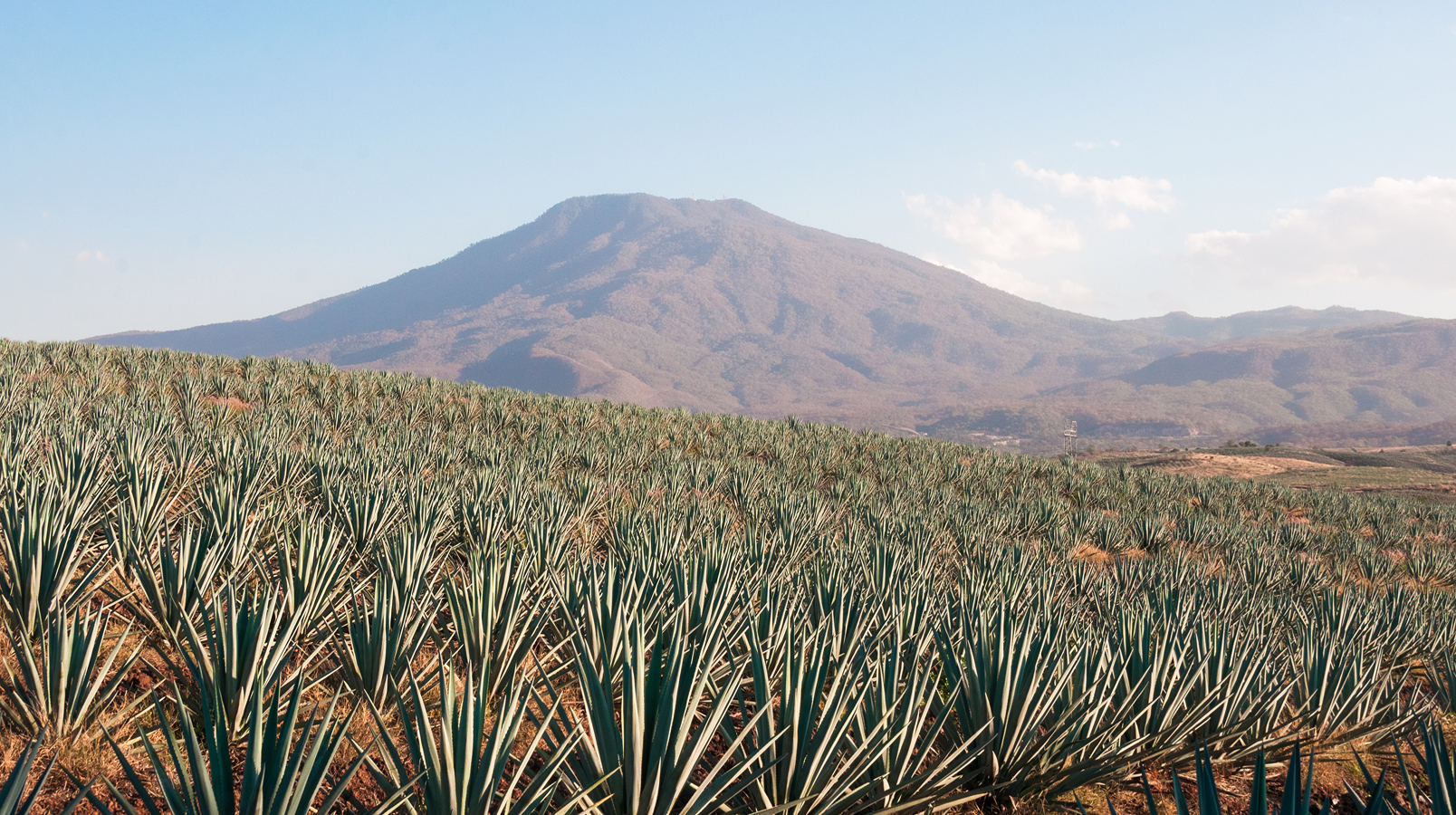 特基拉（Tequila）vs 梅斯卡尔酒（Mezcal）：一文看懂它们的“同”与“不同”
