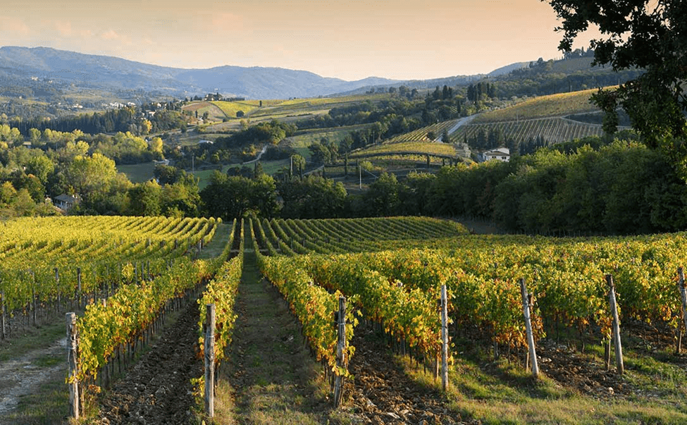 基安蒂（Chianti ）地区的搭架