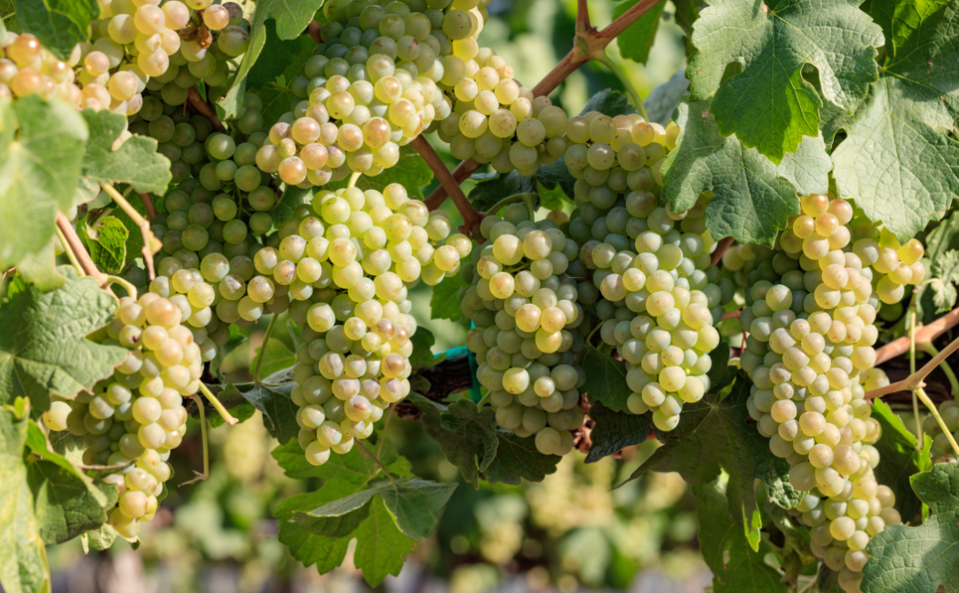 实用信息 2024年全球葡萄酒与葡萄品种重要日程一览